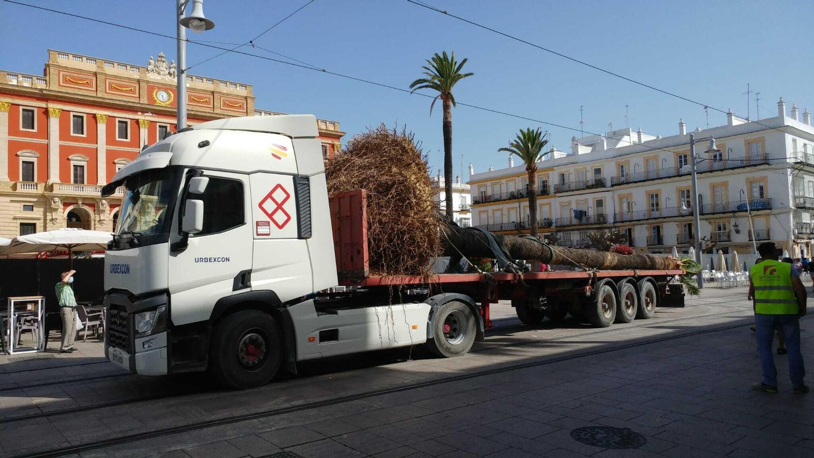 Una de las palmeras retiradas de la Plaza del Rey, preparada para su traslado a Janer.