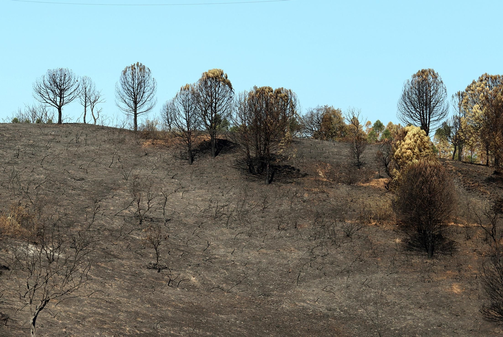 Imágenes de las zonas devastadas por el incendio de Almonaster la Real
