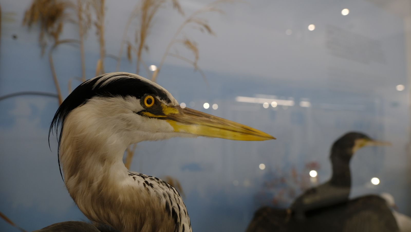 Las mejores imágenes del Pabellón de Historia Natural de la UAL