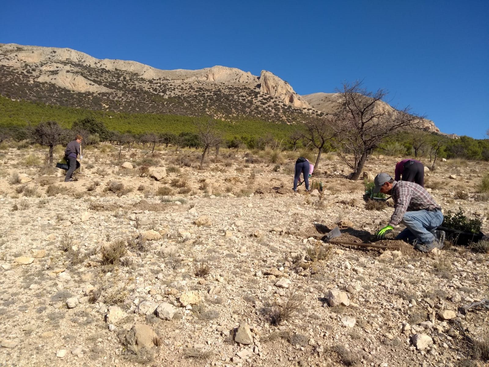 Restauración del Monte Público Los Chaveses en Chirivel.