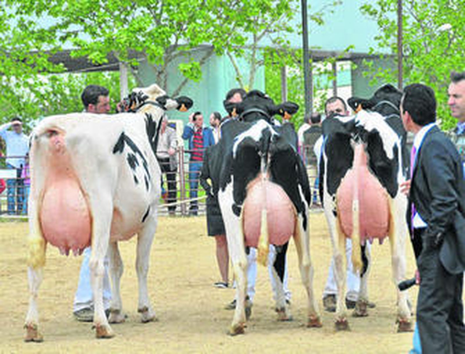 Participantes en el concurso de vaca de raza Frisona, ayer, en la Feria Agroganadera.