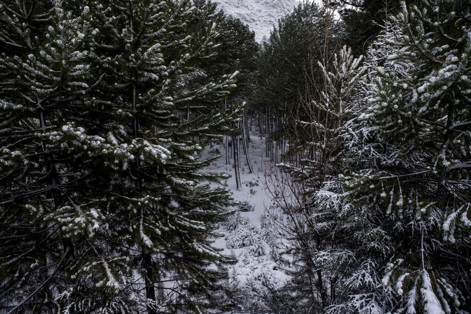 Imágenes de las carreteras cortadas en Granada por la borrasca Gloria