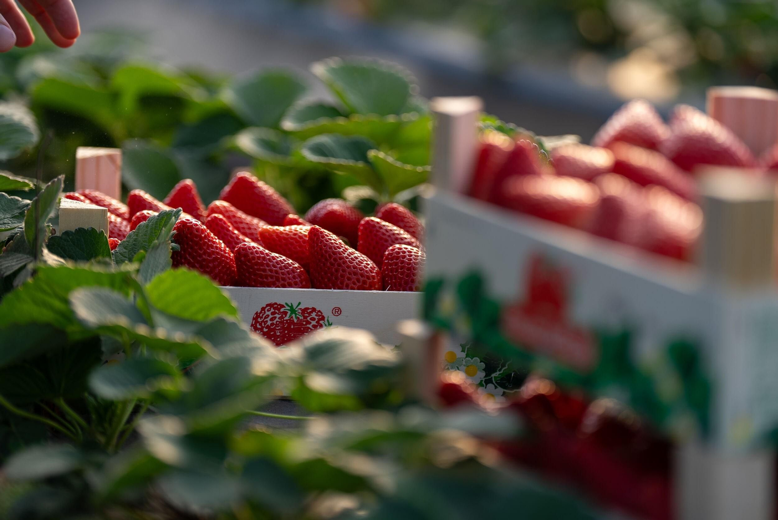 En la actualidad, Fresón de Palos comercializa más de 70.000 toneladas anuales de berries.
