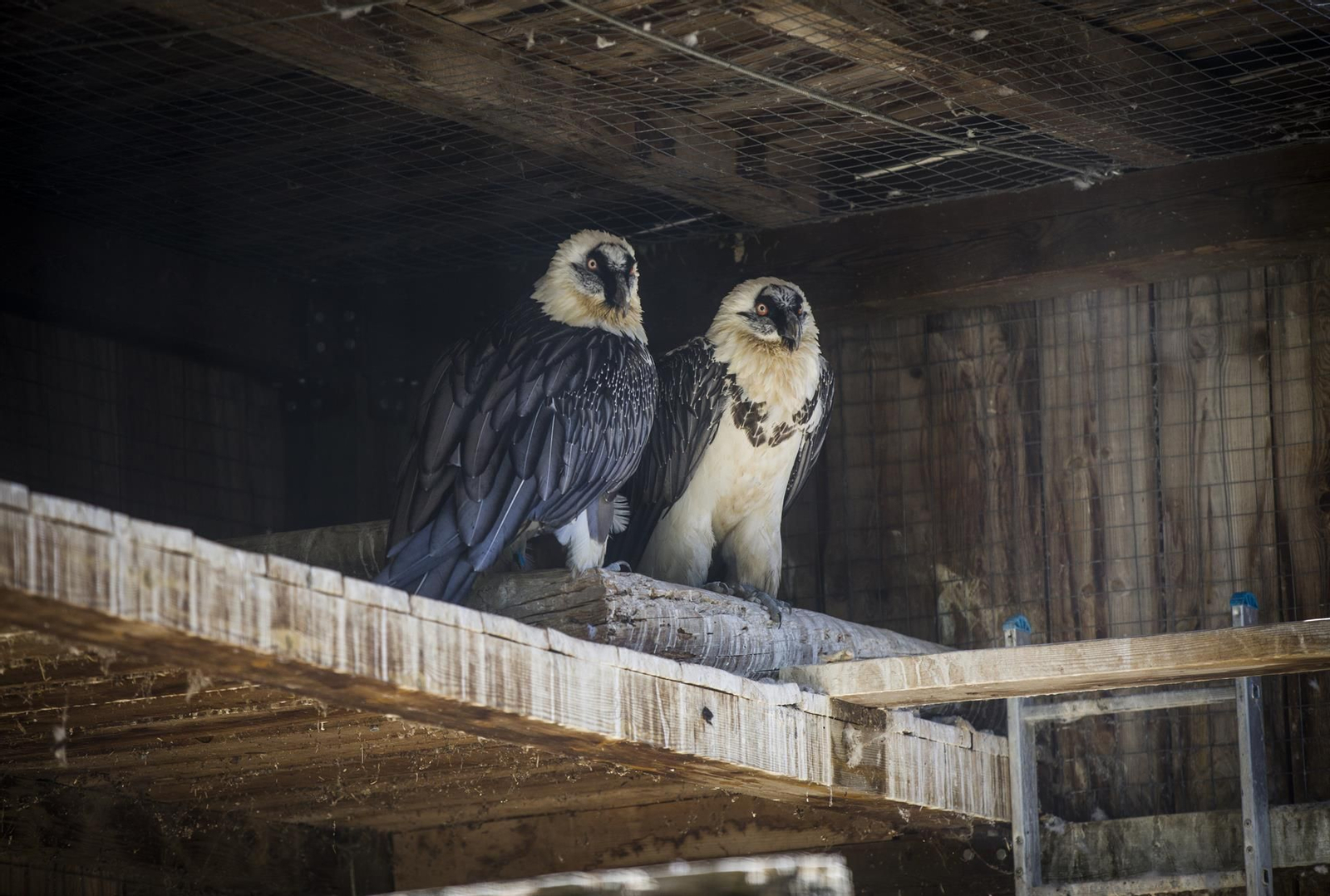 Una pareja de quebrantahuesos en el Centro de Cría Guadalentín.