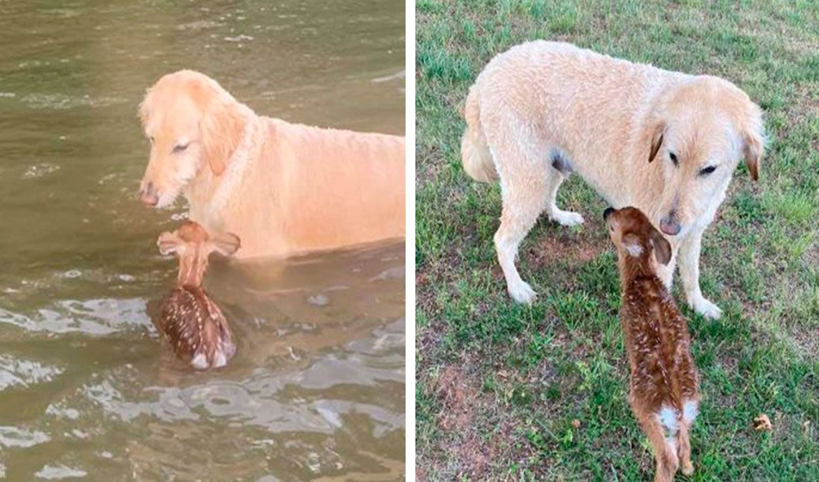 Un perro salva a una cría de ciervo y se convierte en su mejor amigo