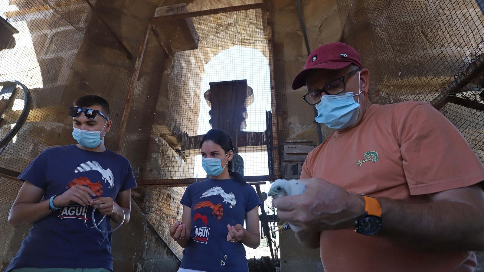 Anillamiento de cernícalos primilla del grupo Tumbabuey en Los Barrios