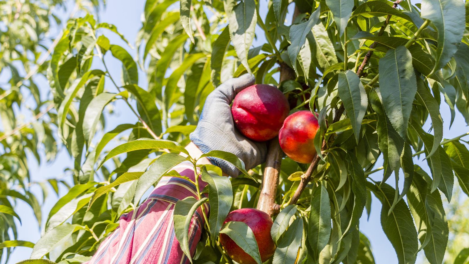 Recogida de nectarinas.