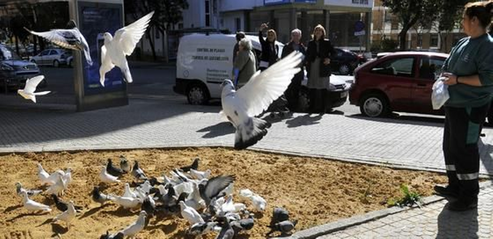 El Ayuntamiento atrapa 500 palomas con el nuevo sistema de cañón de redes.

Foto: Juan Carlos Vázquez