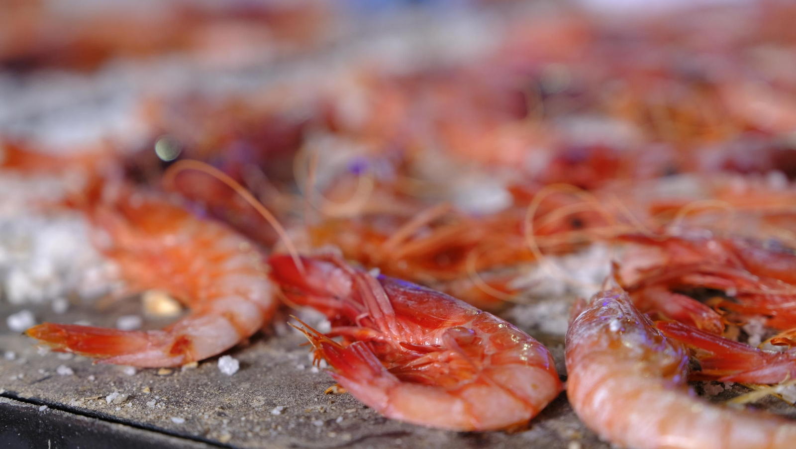 Imágenes de la Feria de la Gamba Roja de Garrucha