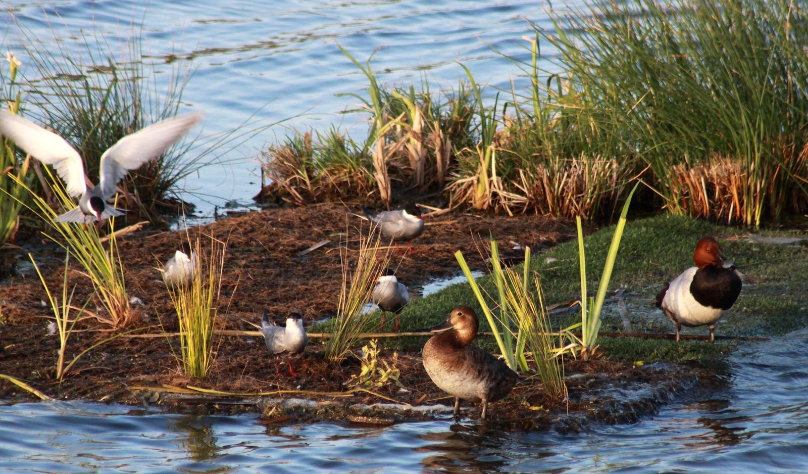 Aves en la Laguna Primera de Palos.