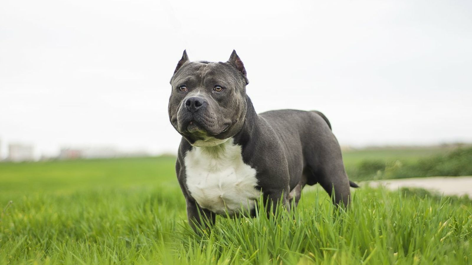 American Bully