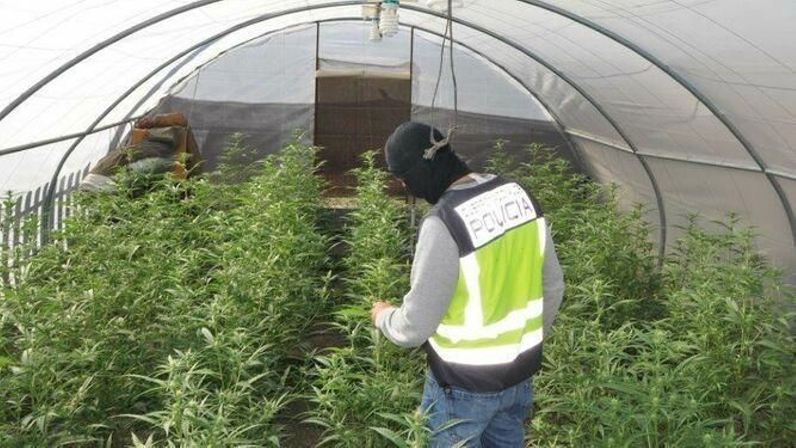 Operación policial en un invernadero de marihuana