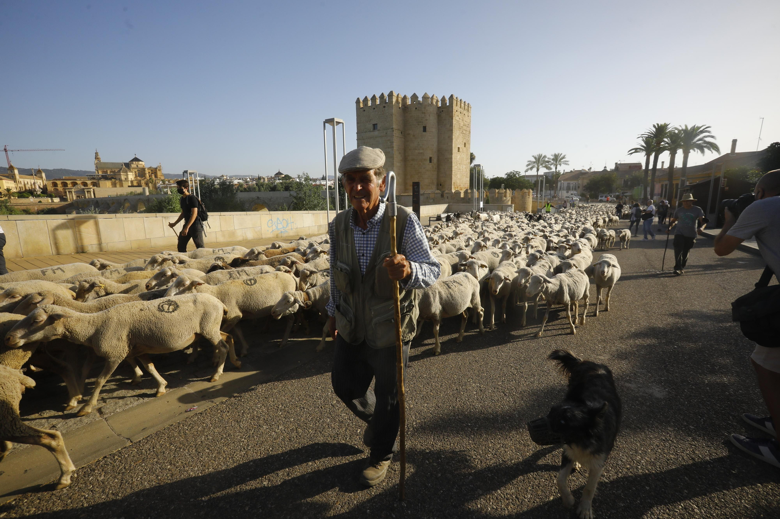 El paso de las ovejas de la ganadería Las Albaidas por Cordoba, en imágenes
