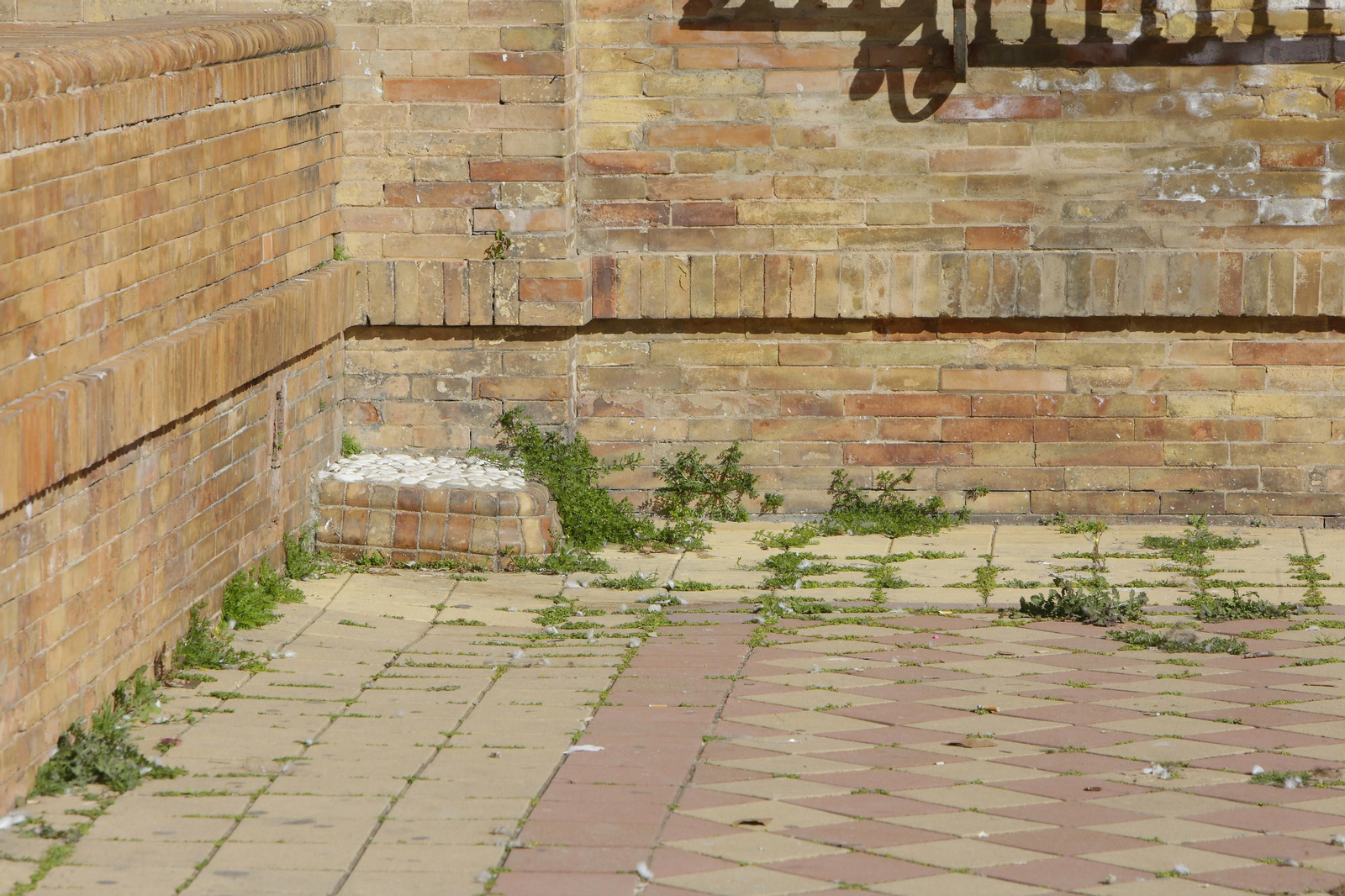 Mal estado de los arriates y plantas en la Plaza de España