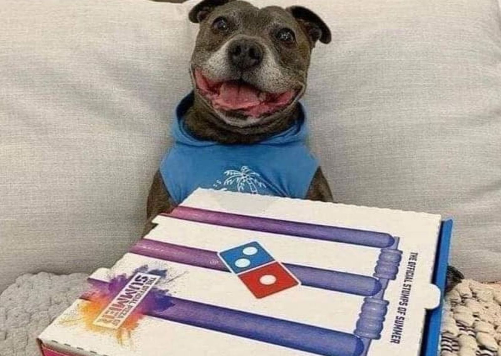 La cara de decepción de este perro al abrir una pizza y no encontrar lo que esperaba se vuelve viral