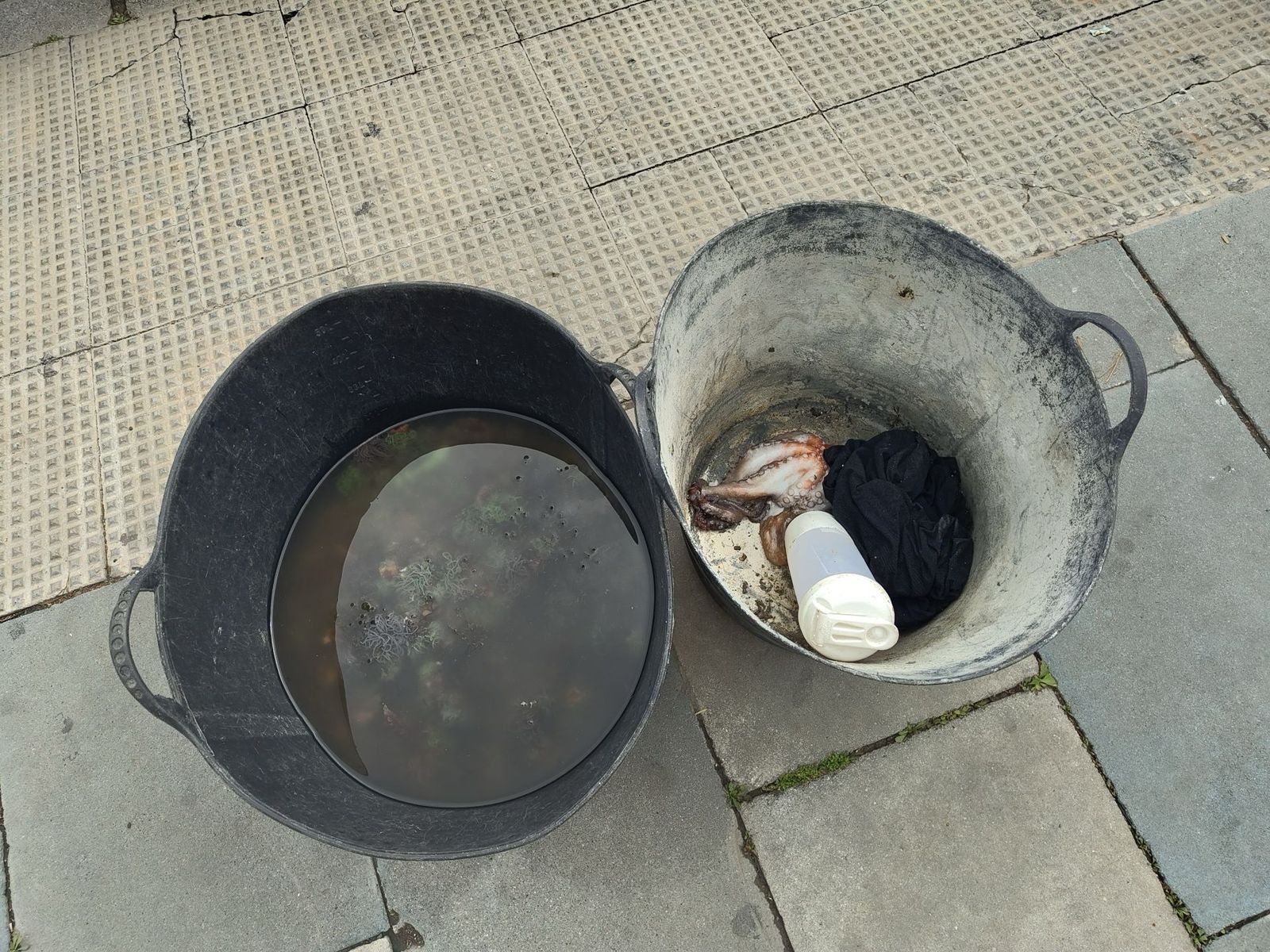 Cubos de anémonas y un pulpo intervenidos