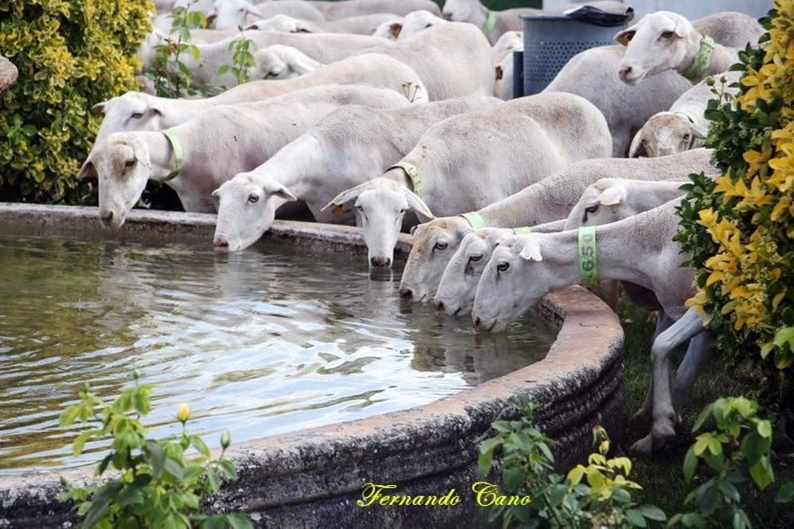 Las reses del ganadero Pablo Espinar hacen la trashumancia a su paso por Mogón.