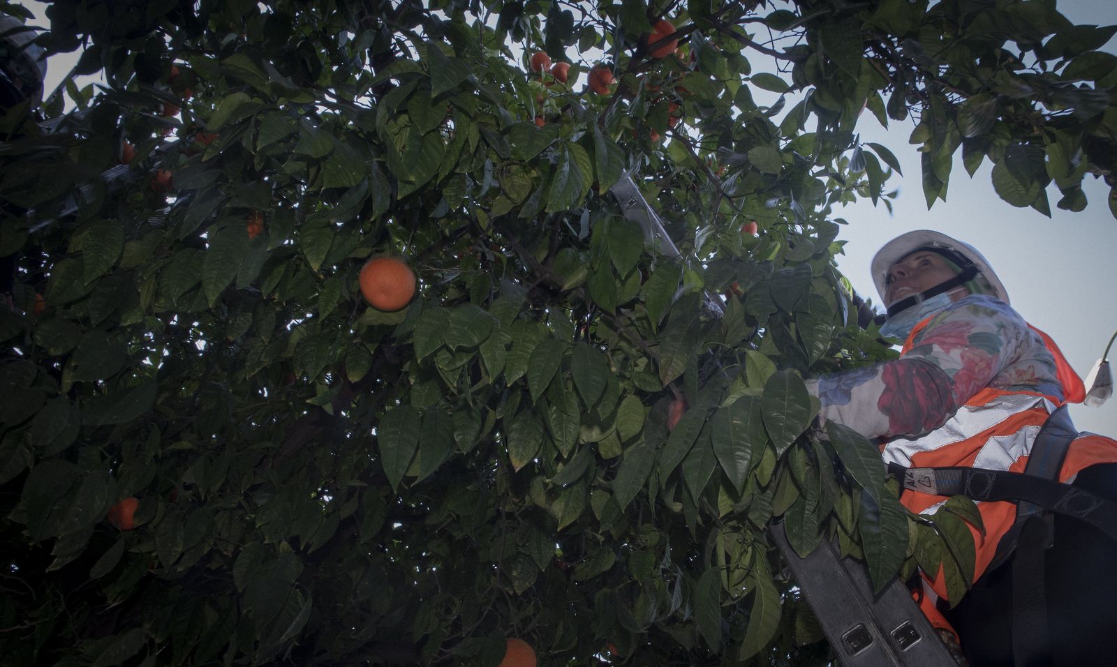 La recogida de naranja amarga en Sevilla