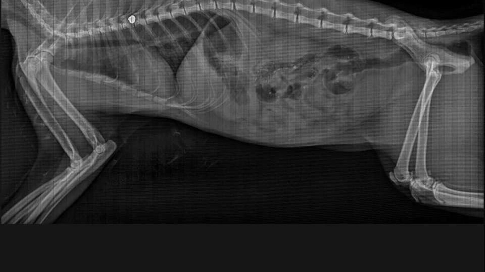 Radiografía del gato herido por un disparo.