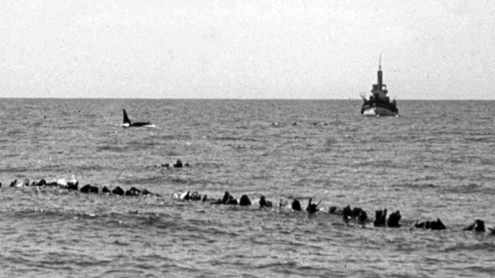 Una orca fotografiada en los años 40 del siglo pasado junto al copo de la almadraba de Nueva Umbría, frente al Rompido
