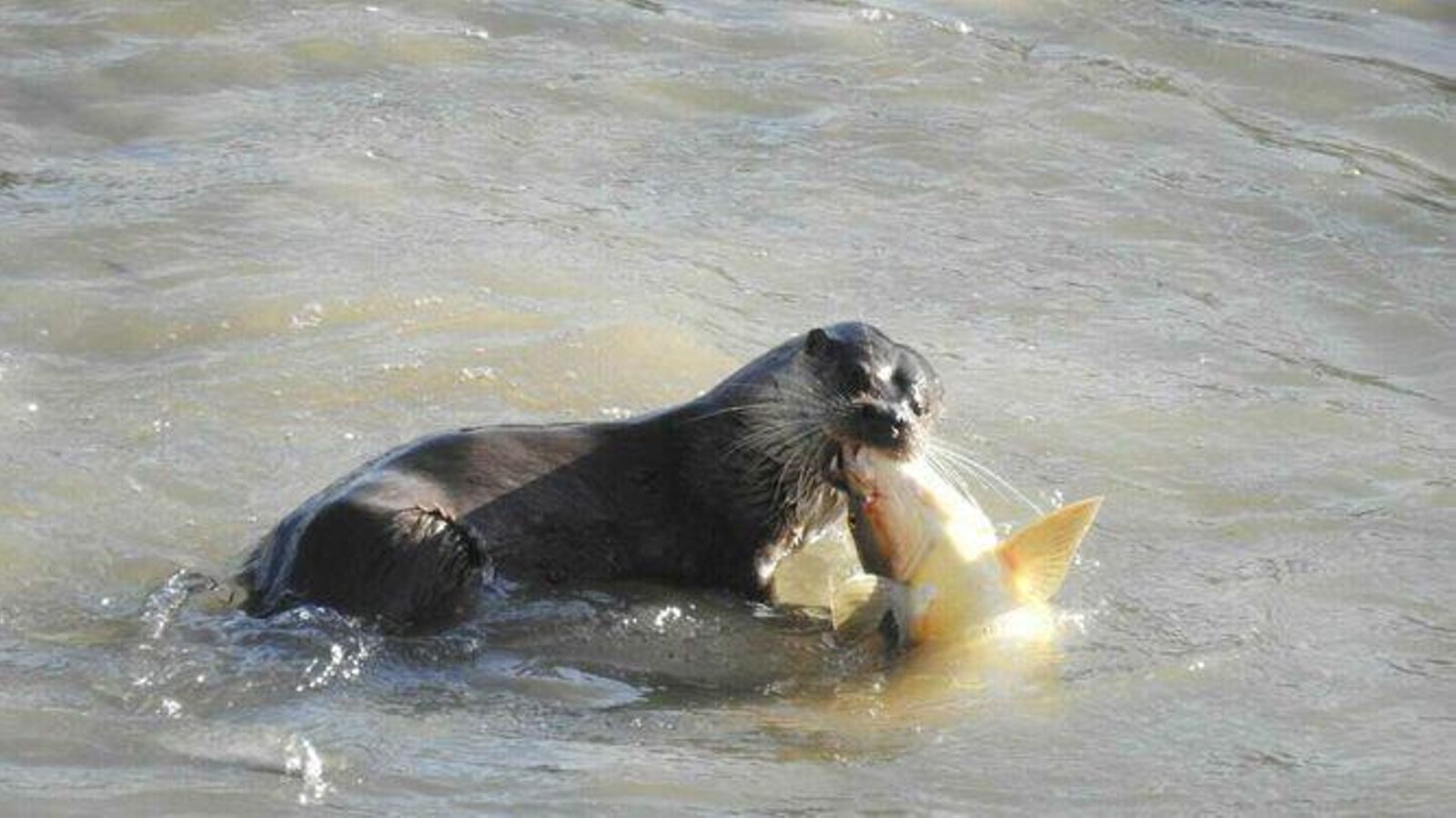 Una de las nutrias localizadas en Córdoba devora un barbo.