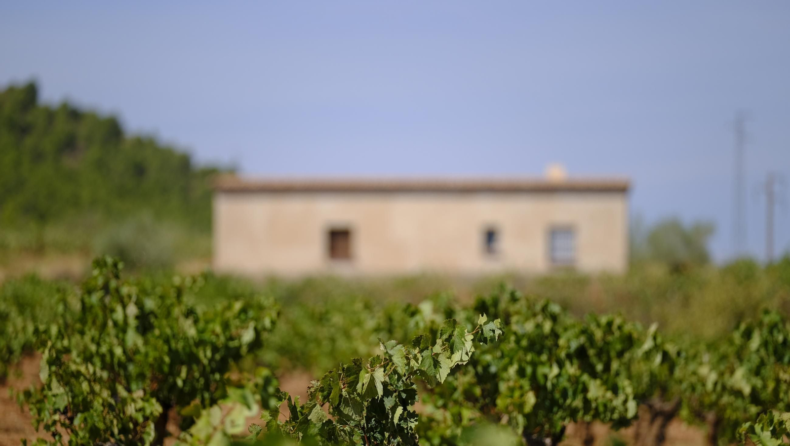 La vendimia en la Bodega Cortijo del Cura de Laujar, en imágenes