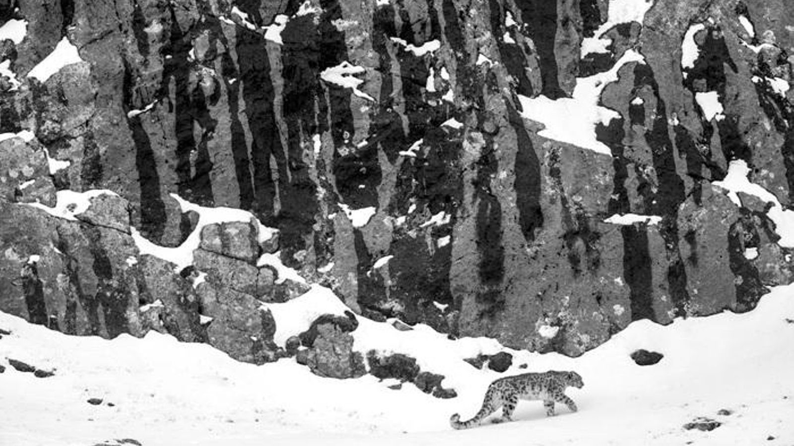 'El leopardo de las nieves o la promesa de lo invisible' 'El leopardo de las nieves o la promesa de lo invisible'