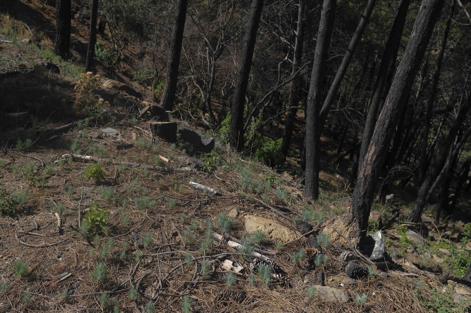 Un año del gran incendio de Sierra Bermeja, en fotos.