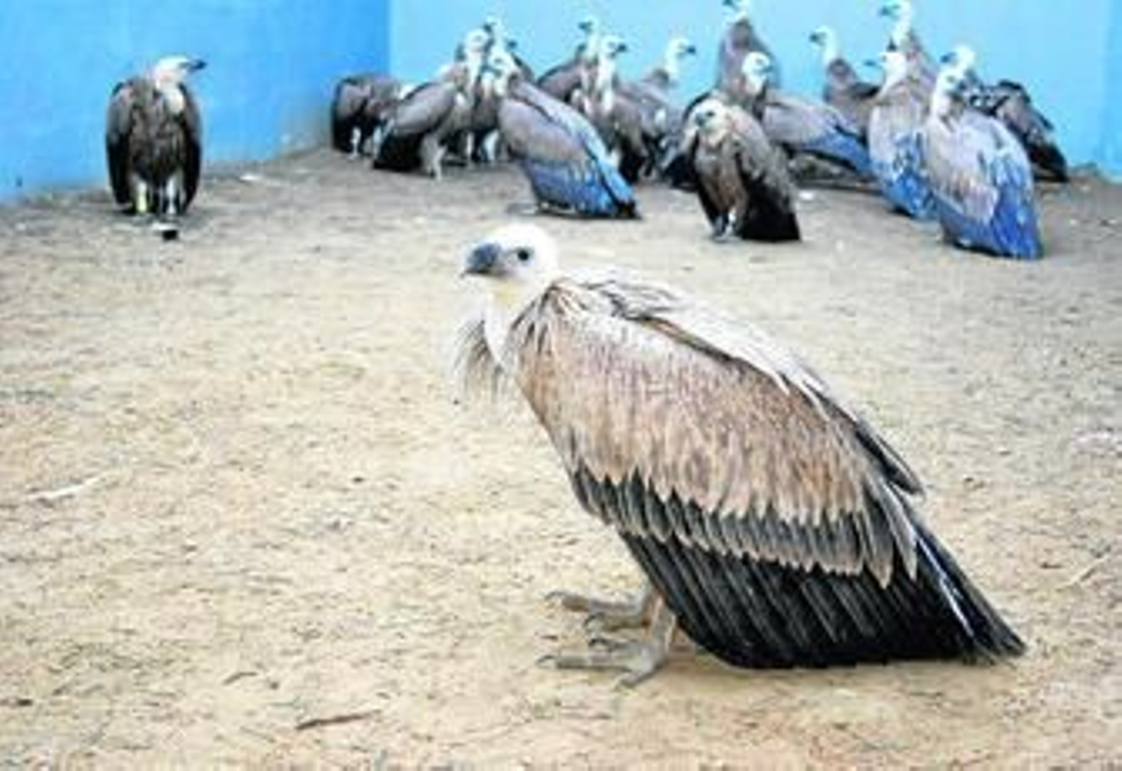 Una imagen del voladero de buitres que existe en el centro de Recuperación de Especies Amenazadas (CREA).