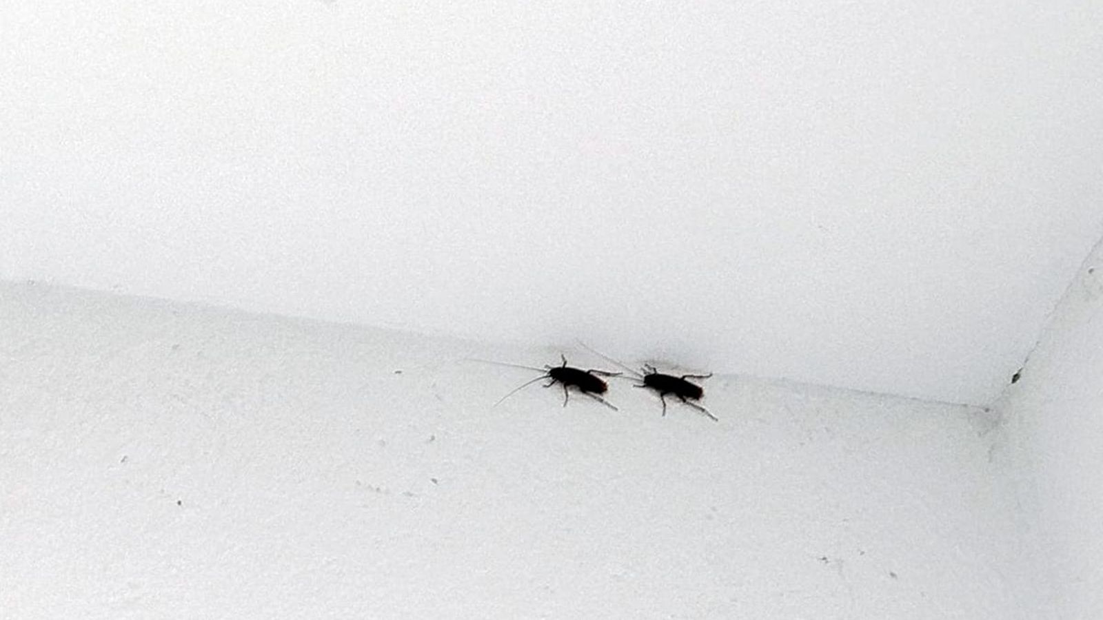 Cucarachas por los techos del centro sanitario cartayero