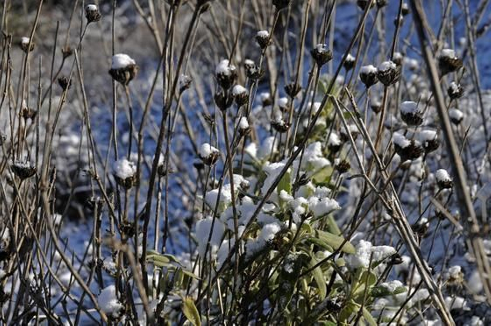 Flores heladas por la nevada y el frío.

Foto: B.Vargas/Juan Carlos Vázquez