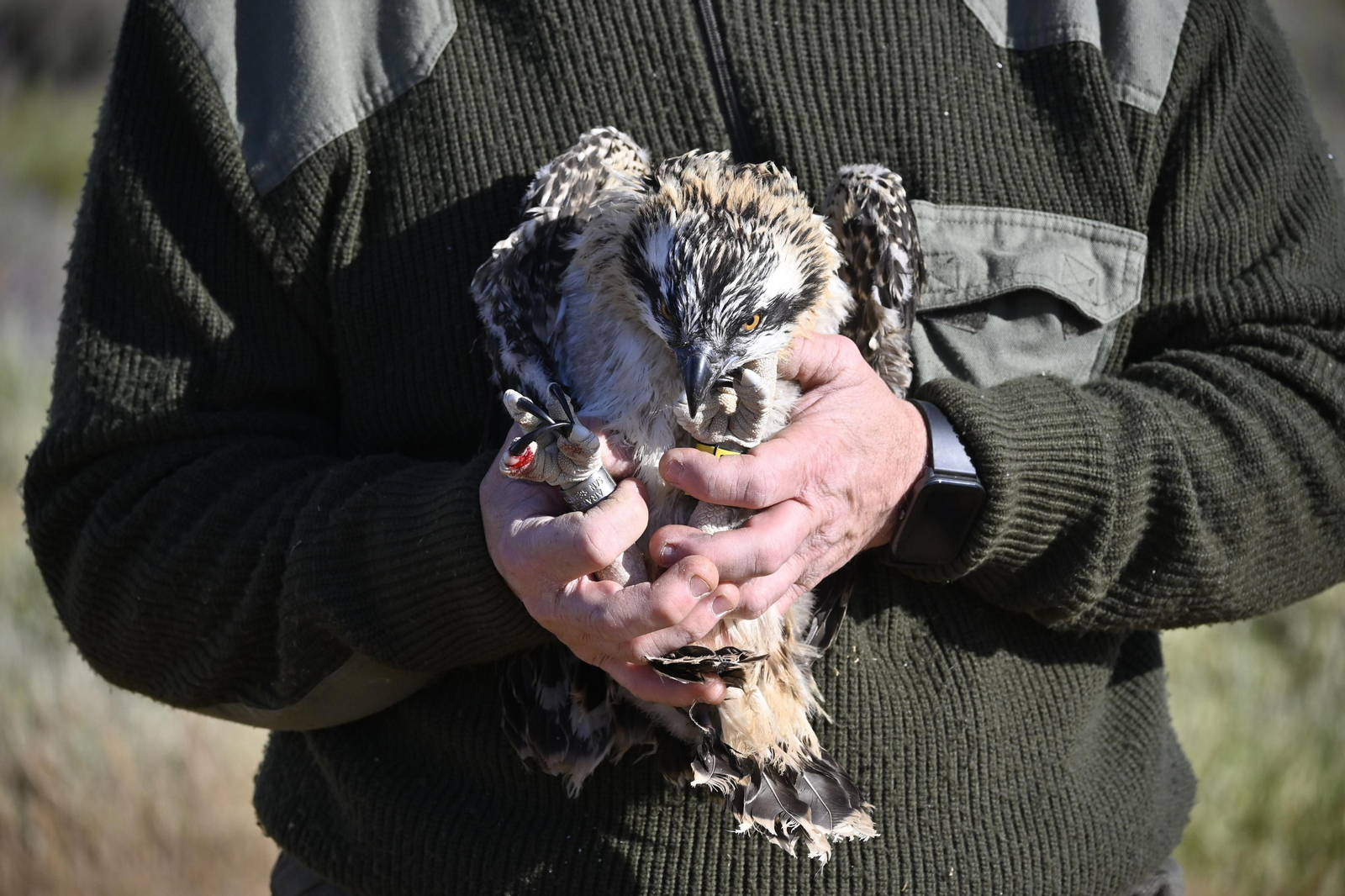 Anillamiento de tres pollos de águila pescadora nacidas en el Paraje Natural Marismas del Odiel