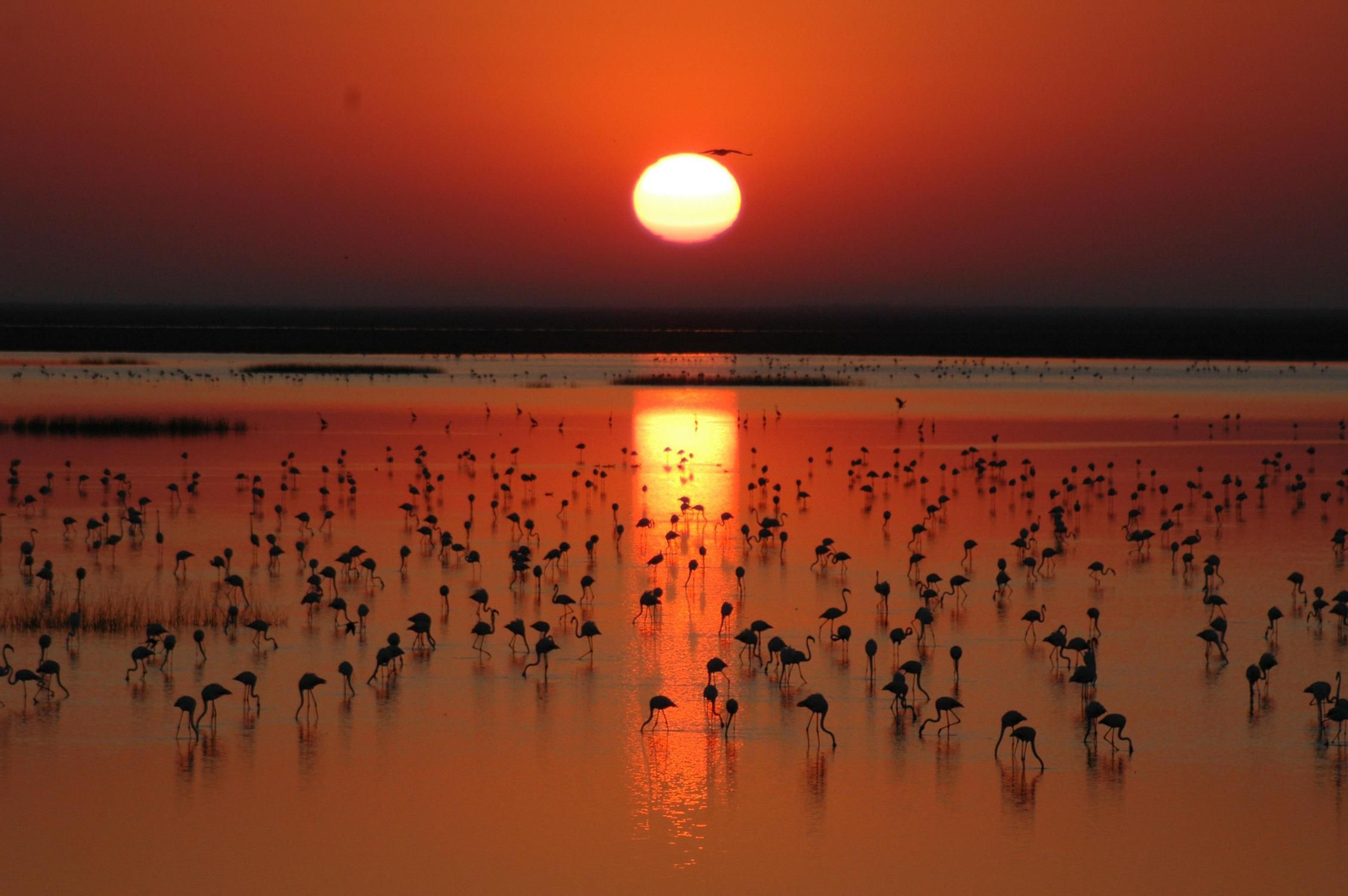 Huelva, uno de los mejores lugares de España para ver aves