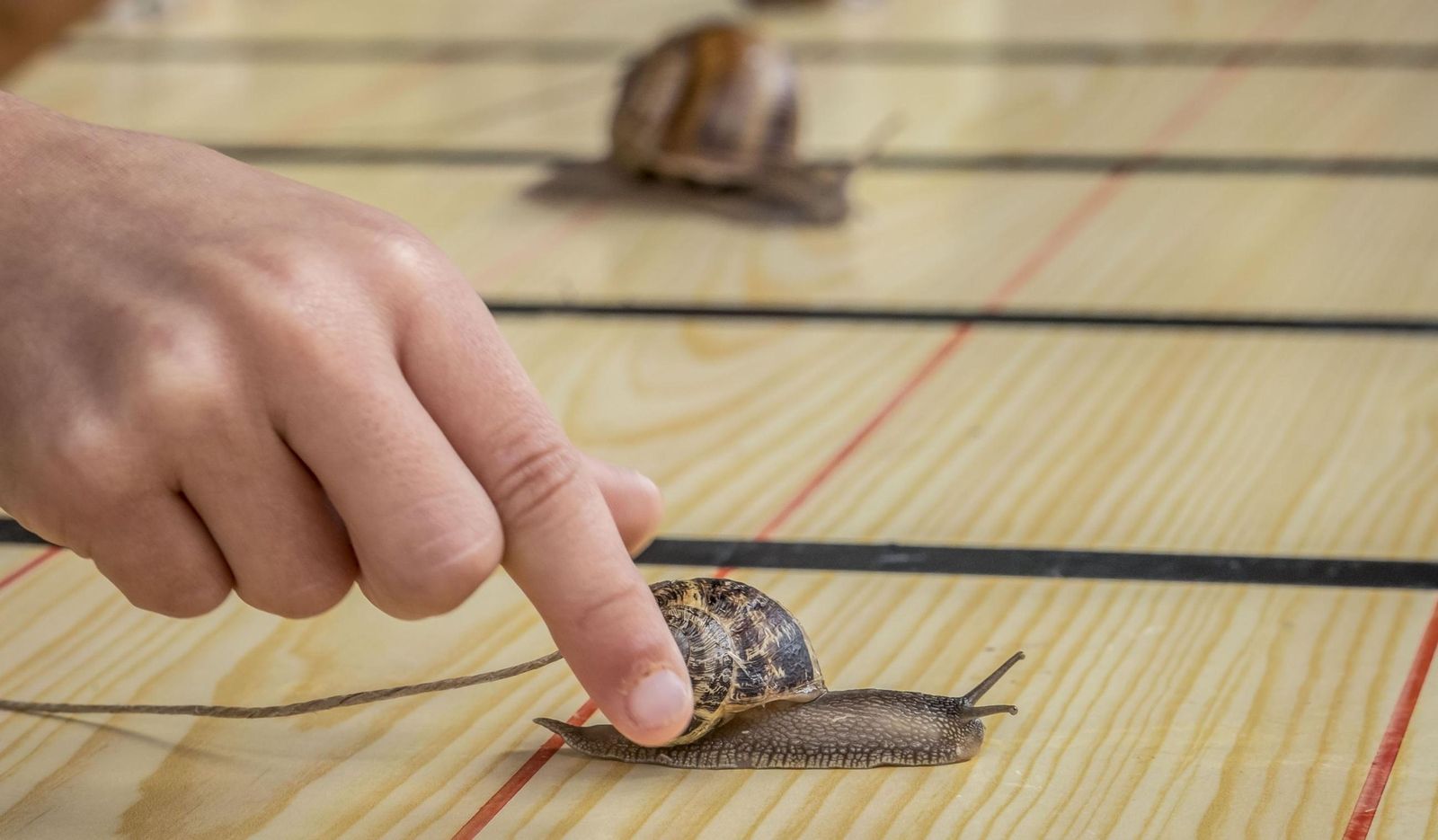 Imagen de archivo de una carrera de caracoles