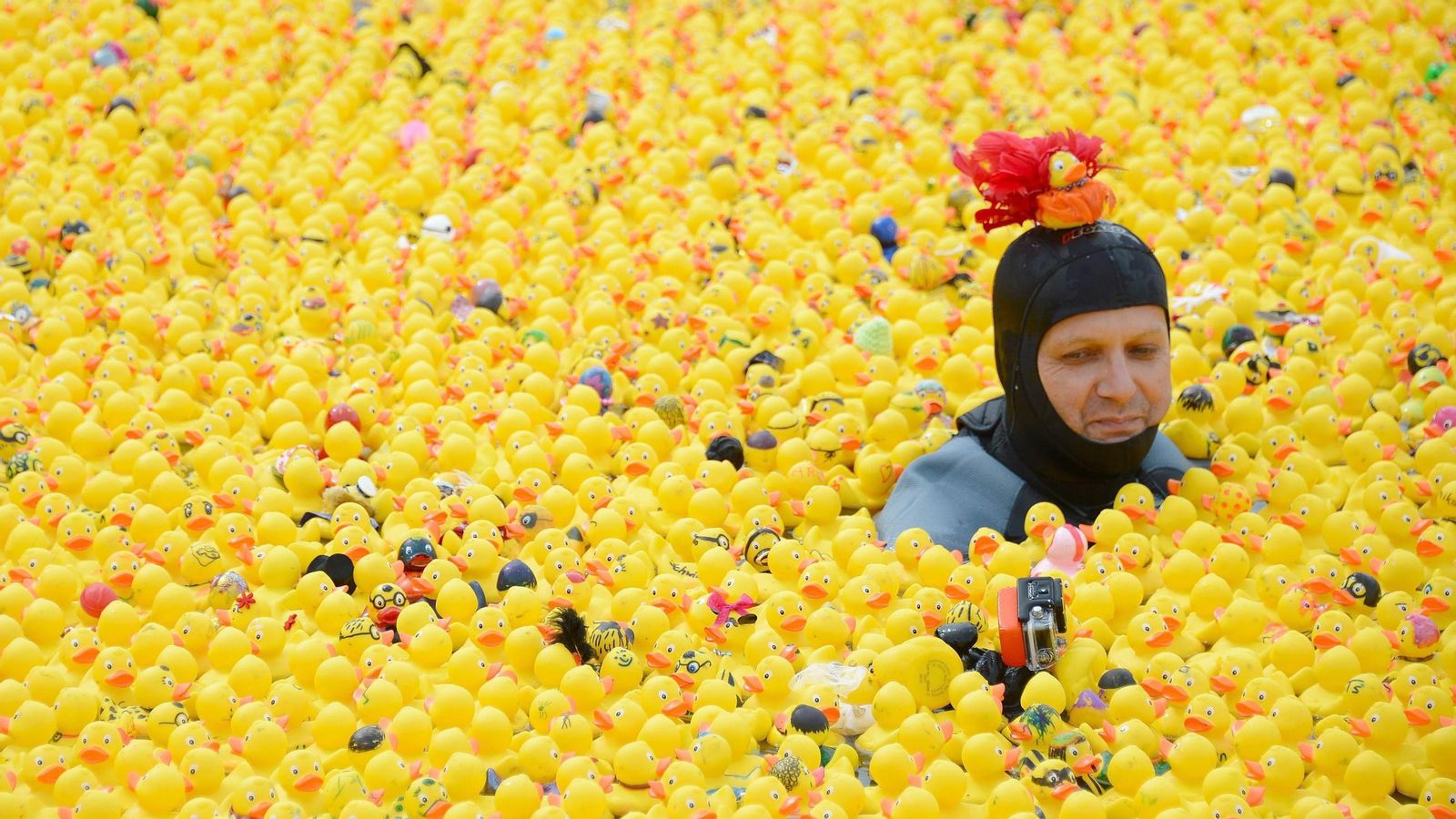 Un hombre entre 12.000 réplicas del famoso patito de goma.