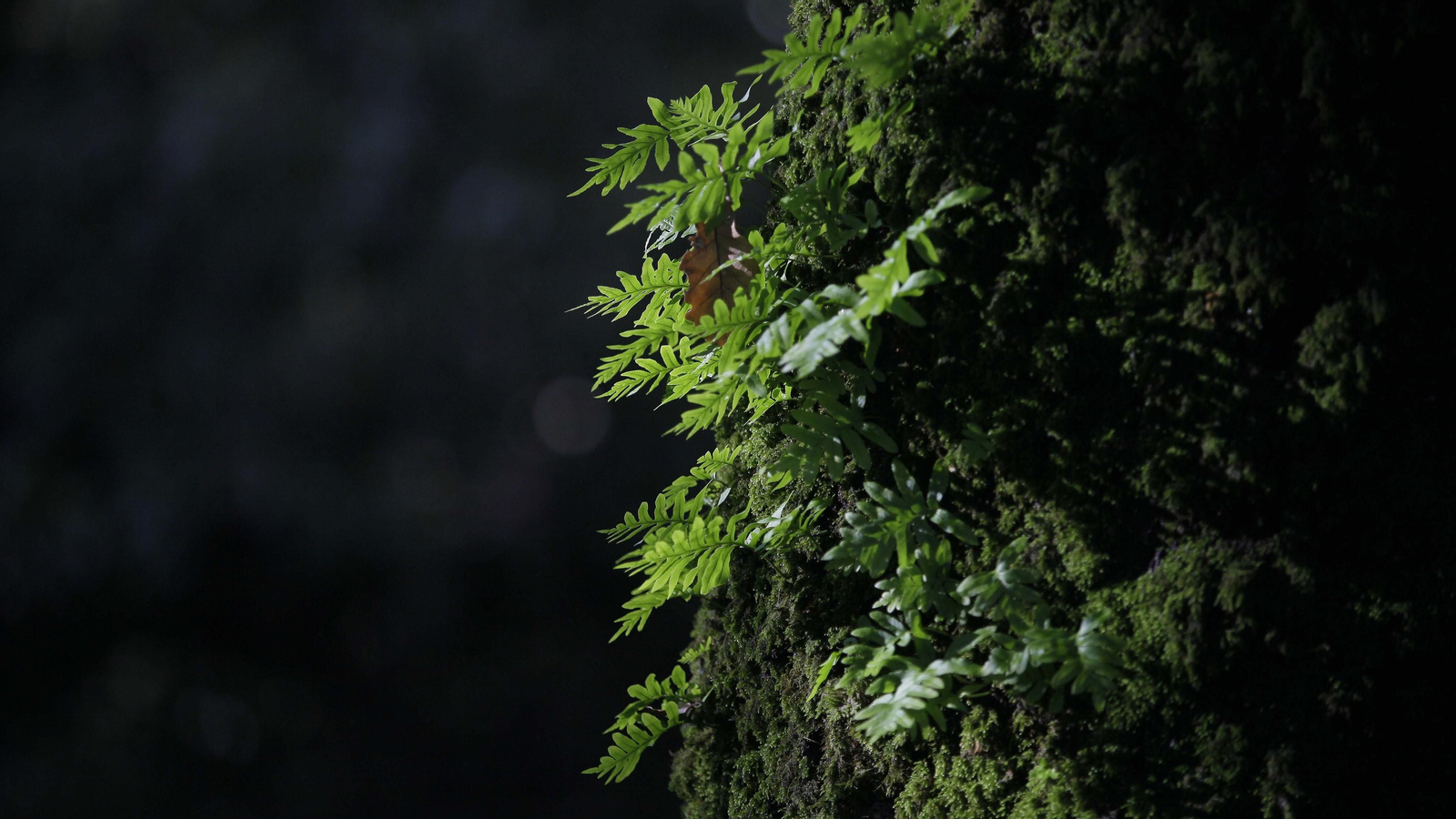 Sendero de la finca Murta en Los Barrios