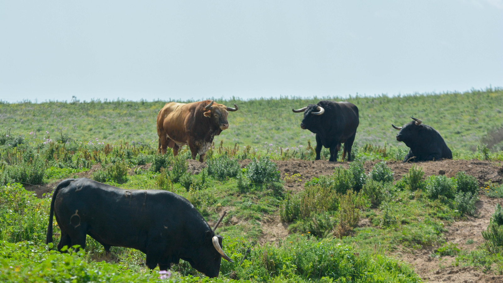 Finca La Palmosilla y la entrevista a Javier Nuñez