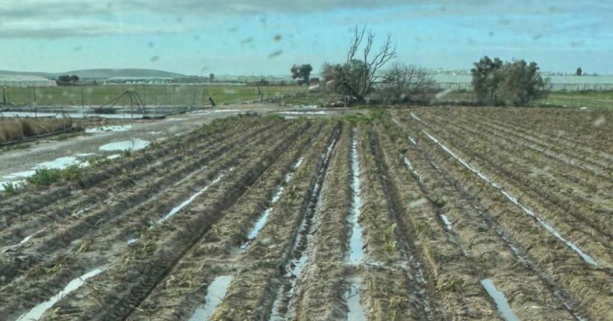 IU pide que se rebaje de 35 a 10 las peonadas necesarias para que los jornaleros puedan cobrar el subsidio tras las borrascas