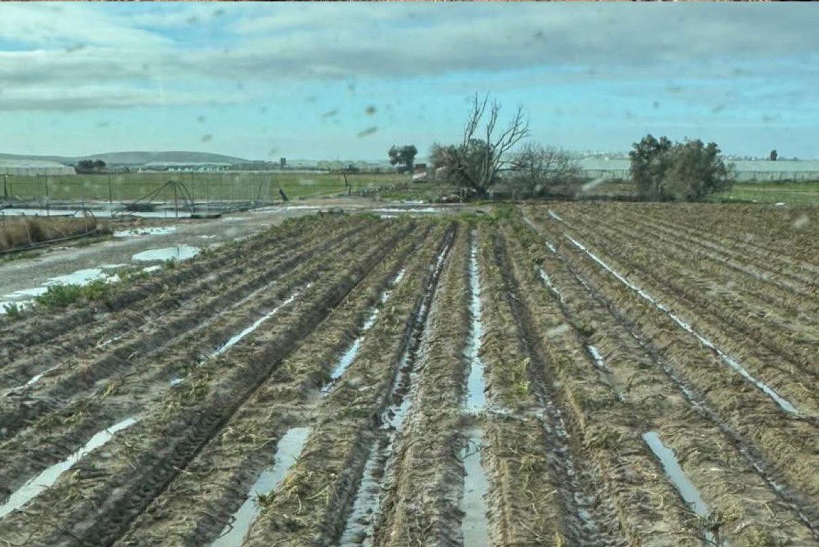 Cultivos inundados en el término municipal de Sanlúcar.