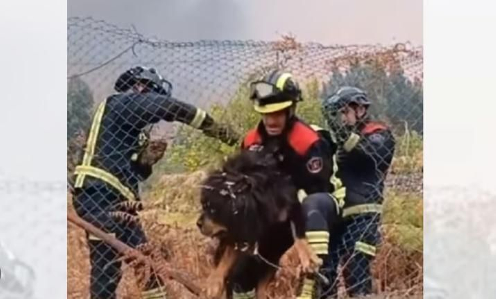 La tierna imagen de unos bomberos rescantando a un perro de los incendios de Tenerife
