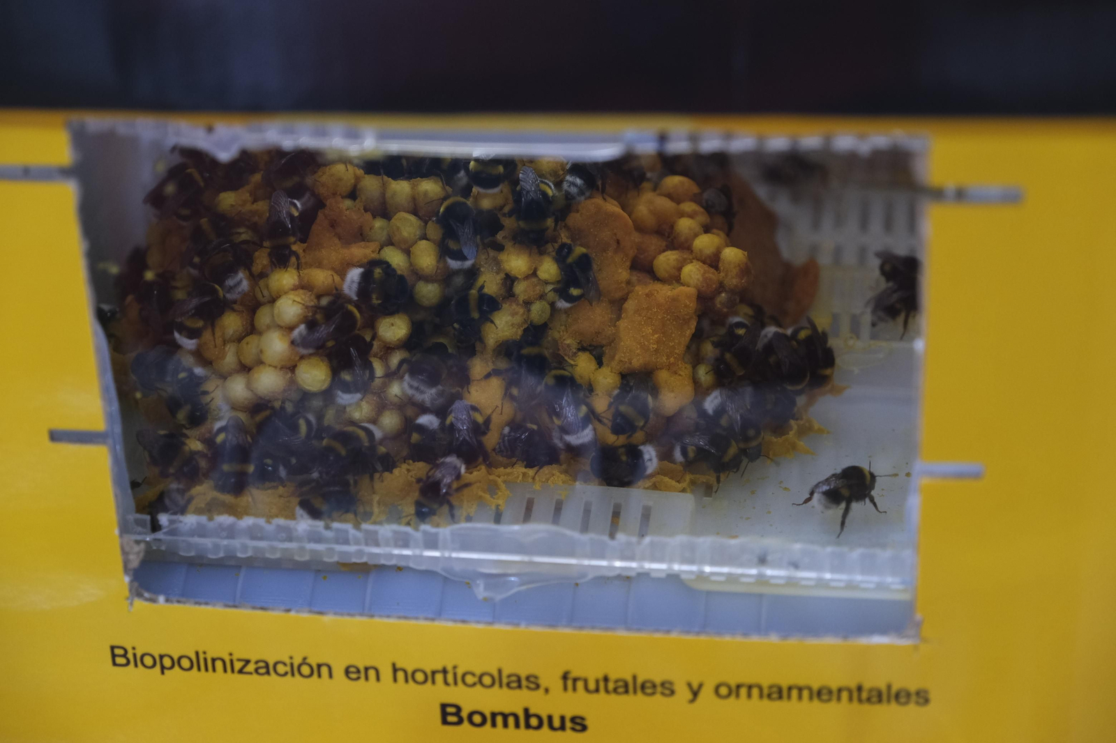 Fotogalería Jornadas de Pimiento Temprano. Dalías (Almería)