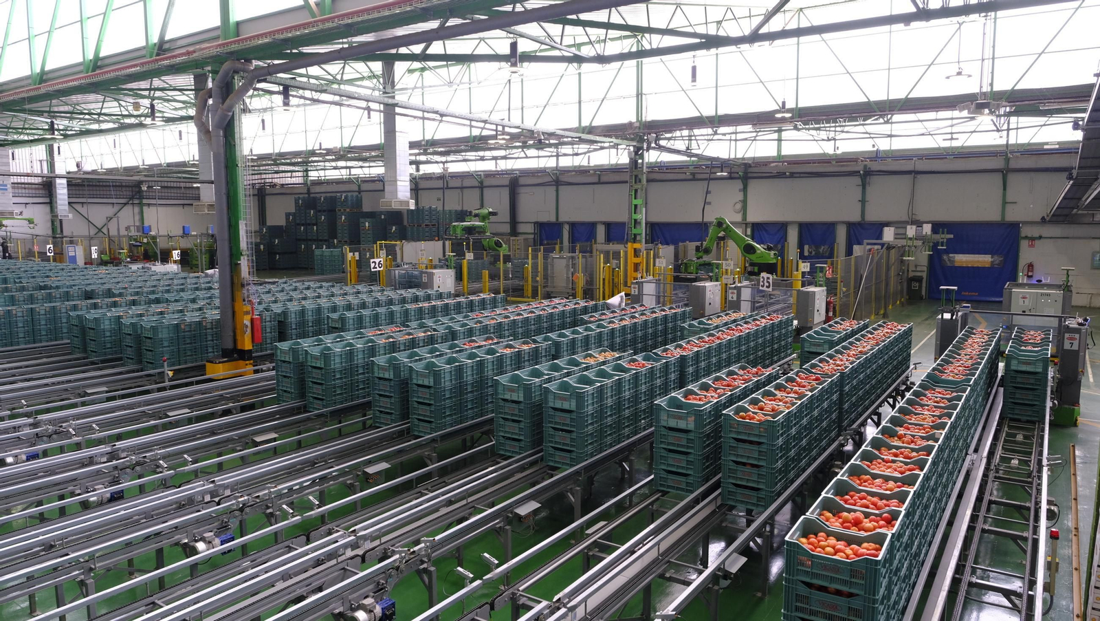 Tomates del campo almeriense para los lineales de los supermercados, en imágenes