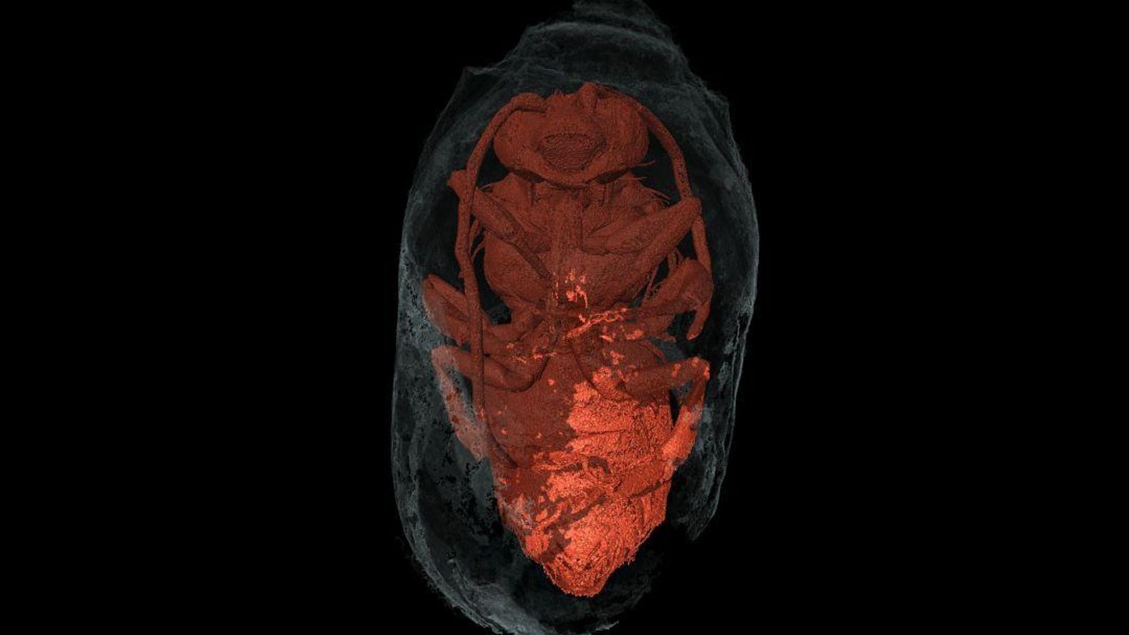 Tomografía microcomputerizada de rayos X de un macho de Eucera dentro de su nido.