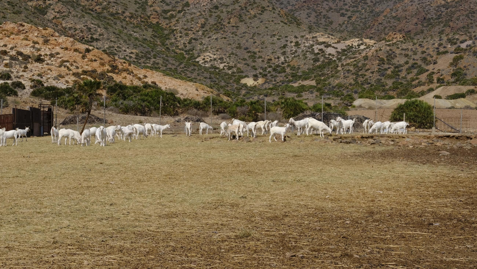 Recorrido por el cortijo El Romeral con 1200 cabras celtibéricas, en imágenes