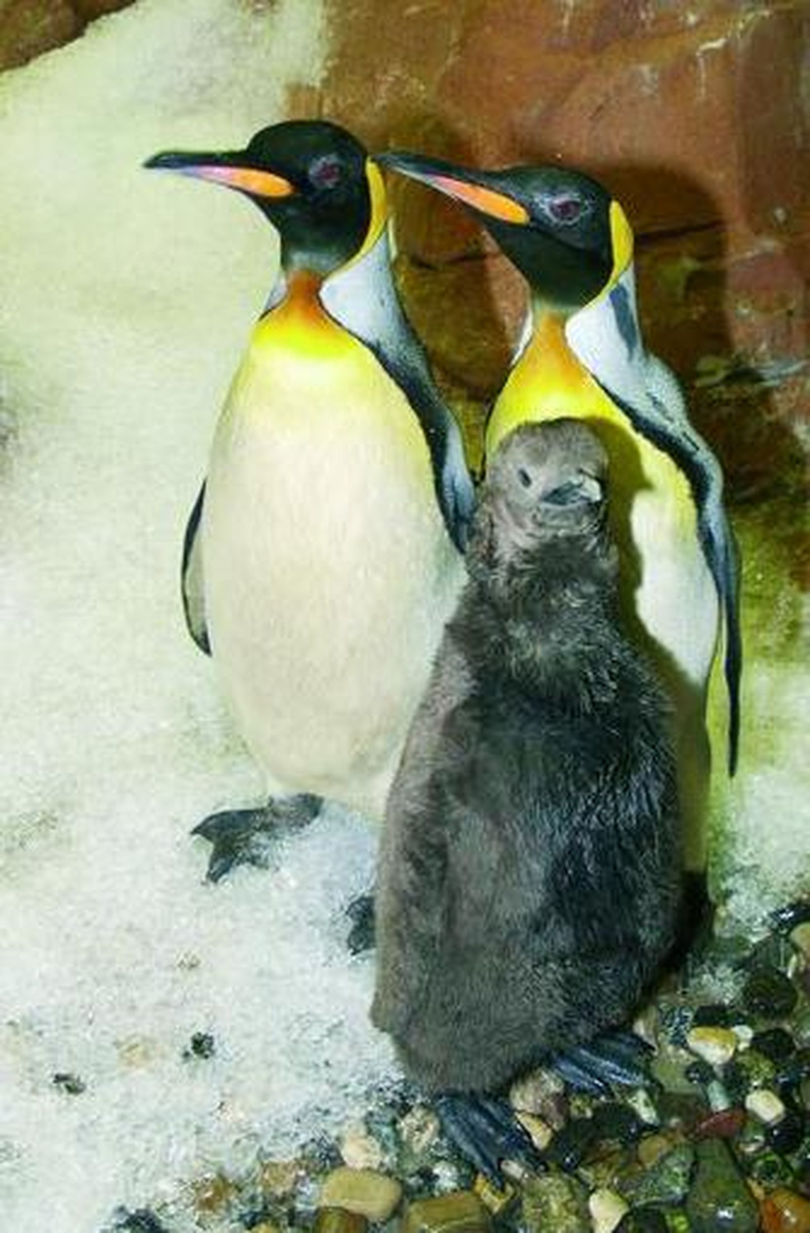 La cría de pingüino rey, en compañía de sus progenitores.