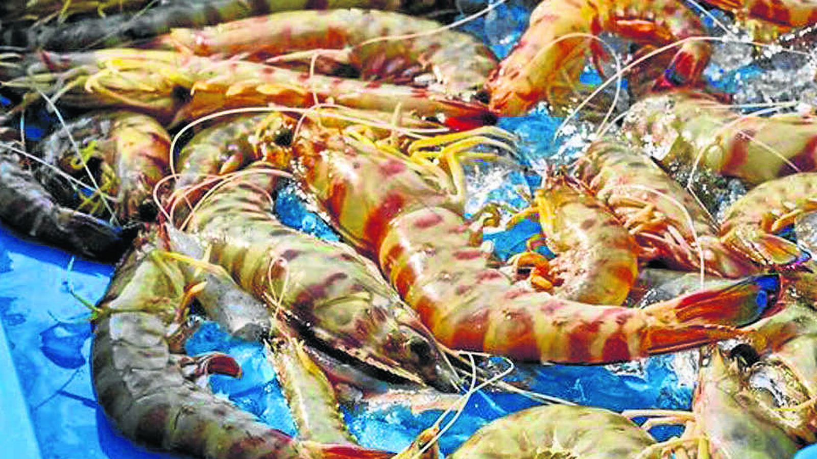 Langostinos de Sanlúcar.