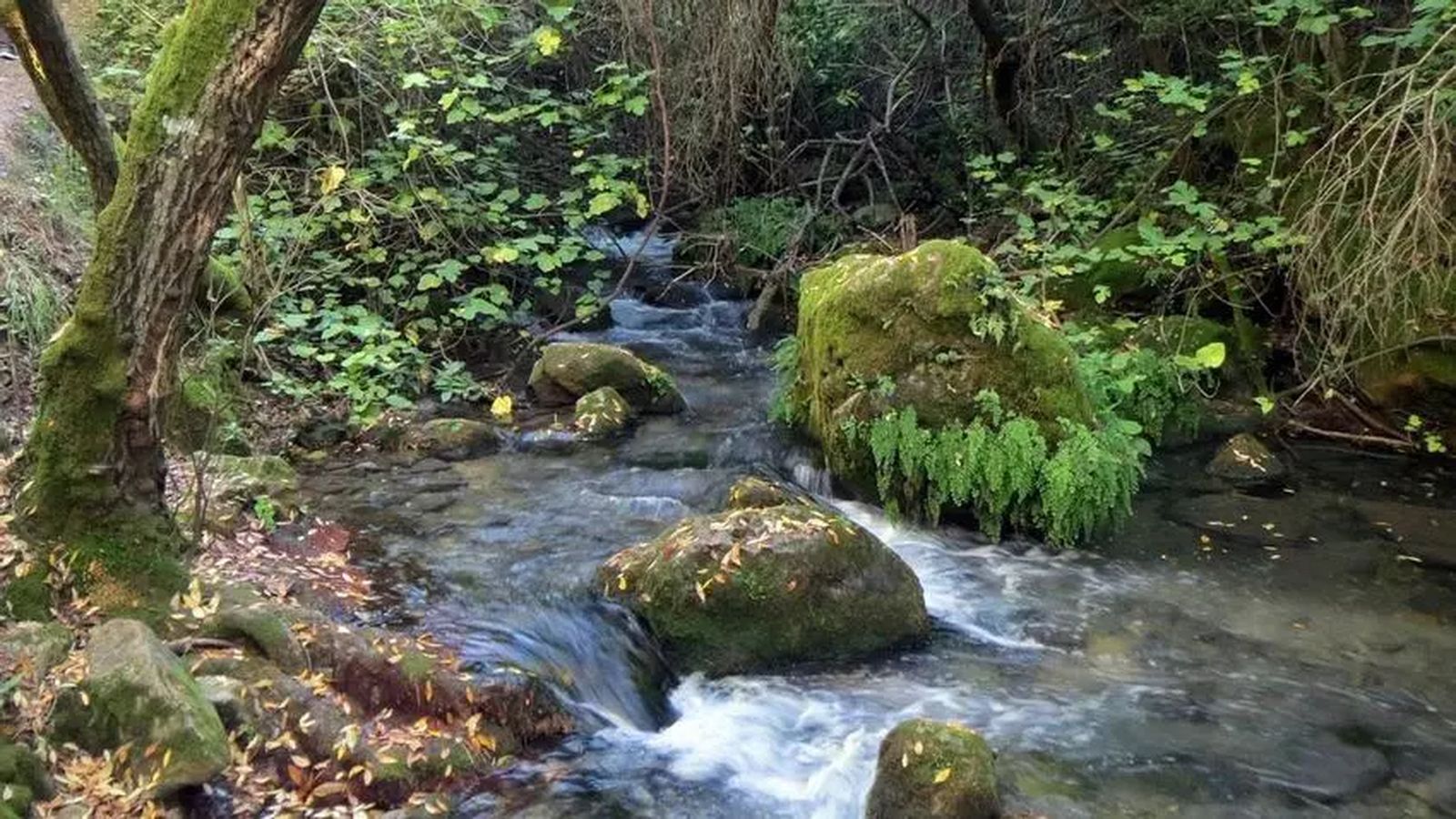 Sendero Río Majaceite (El Bosque-Benamahoma)