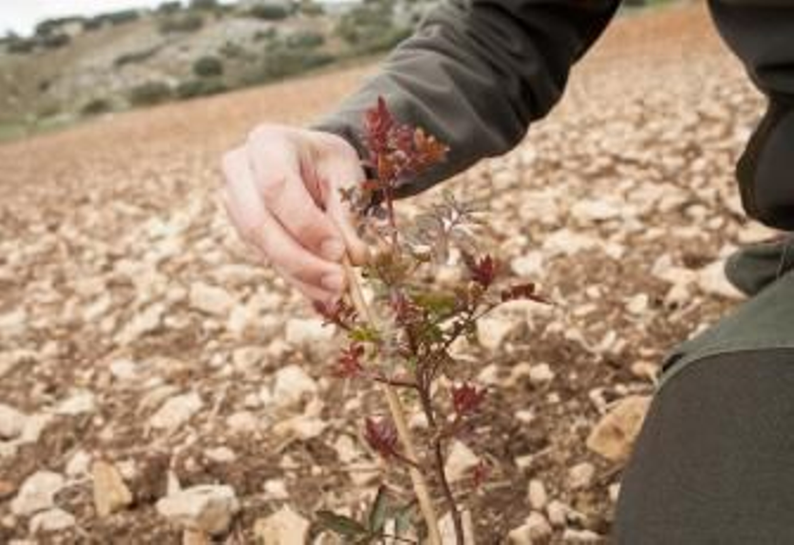 El cultivo de pistachos se pone de moda
