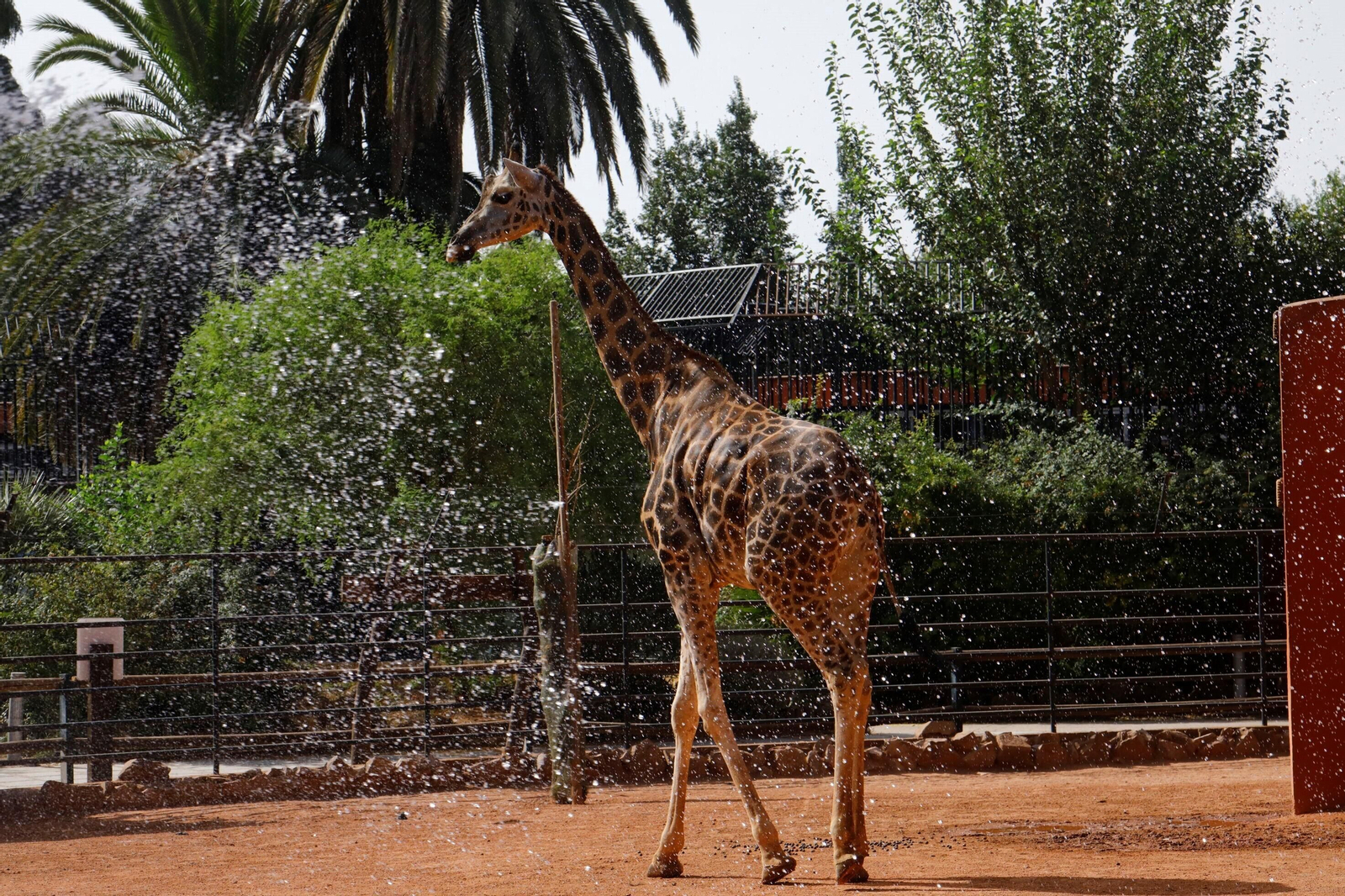 Fotogalería: Así viven los animales del Zoo de Córdoba los meses de verano