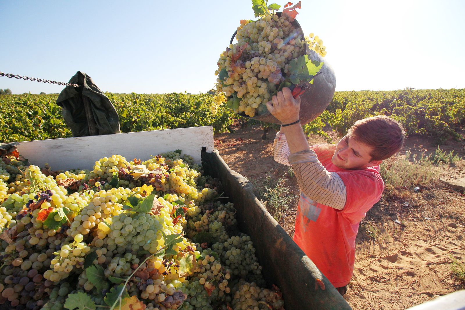 Imágenes de la vendimia en el Condado de Huelva.